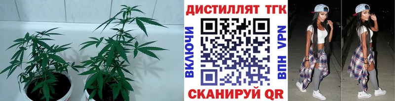 Дистиллят ТГК жижа  Кашин 
